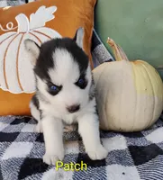 Patch , a male Siberian Husky for sale in Lima, OH – 1 of 1