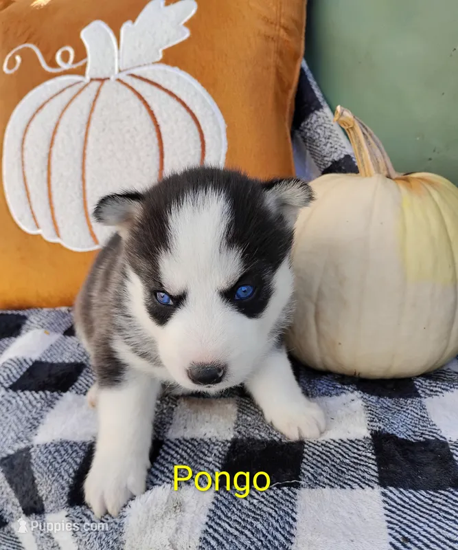 Pongo  – Siberian Husky puppy for sale in Lima, OH