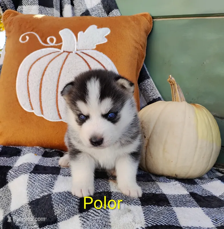 Polor  – Siberian Husky puppy for sale in Lima, OH