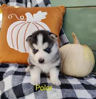 Polor , a male Siberian Husky for sale in Lima, OH – 1 of 1