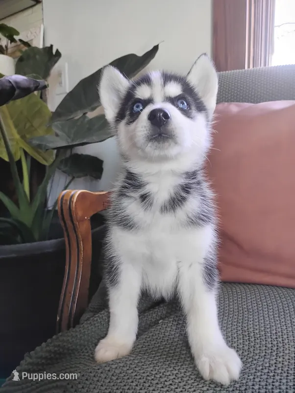 Neha – Siberian Husky puppy for sale in Lima, OH