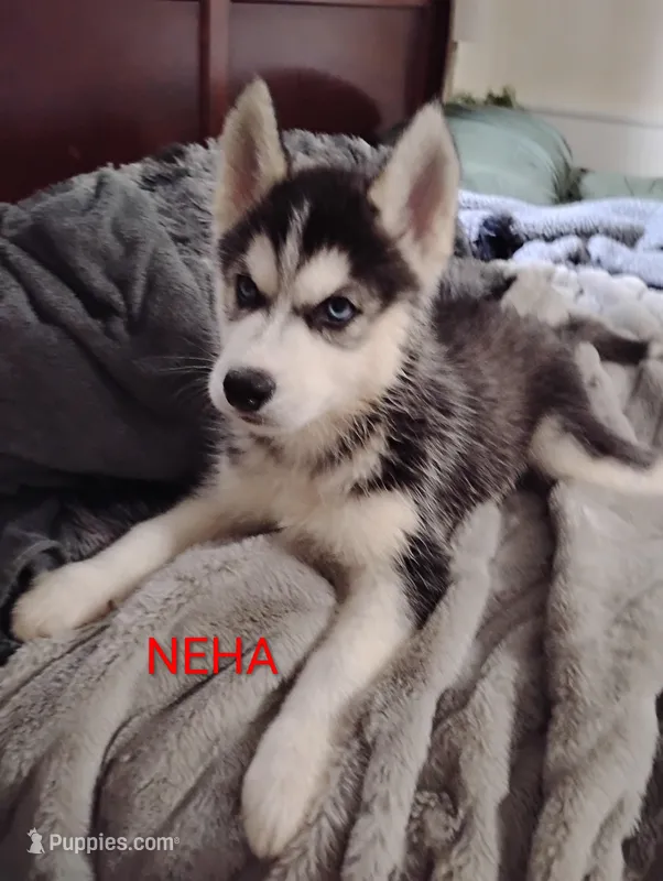 Neha – Siberian Husky puppy for sale in Lima, OH