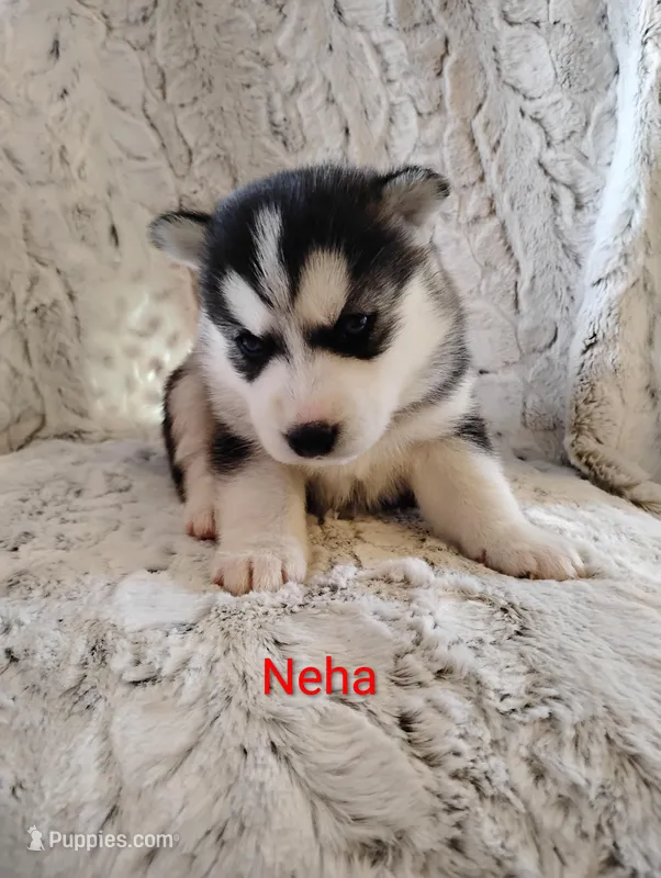 Neha, a female Siberian Husky for sale in Lima, OH – Photo 1 of 1