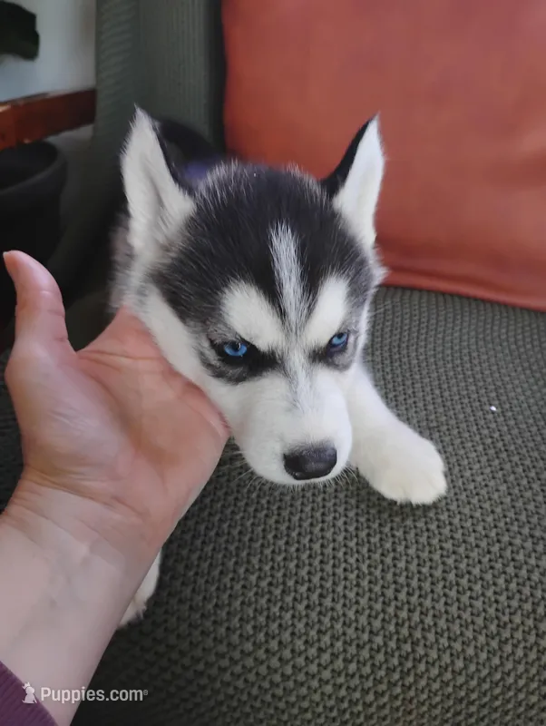 Ofe – Siberian Husky puppy for sale in Lima, OH