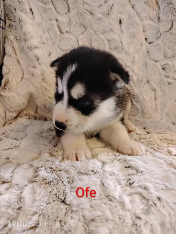 Ofe, a female Siberian Husky for sale in Lima, OH – Photo 1 of 1