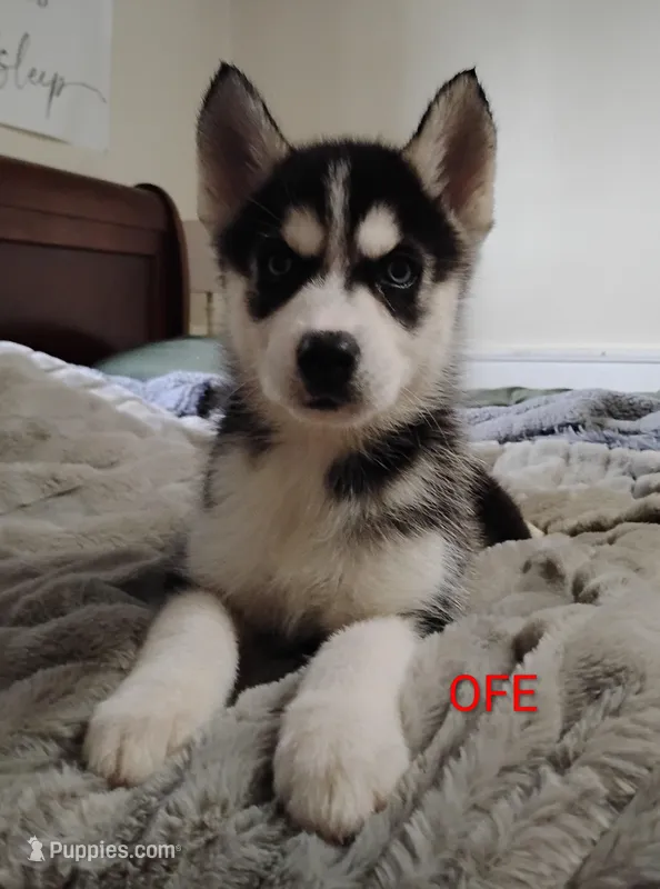 Ofe – Siberian Husky puppy for sale in Lima, OH