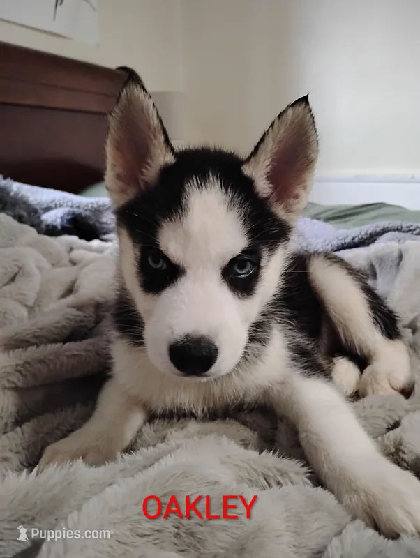 Oakley  – Siberian Husky puppy for sale in Lima, OH