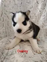 Oakley , a female Siberian Husky for sale in Lima, OH – Photo 2 of 2
