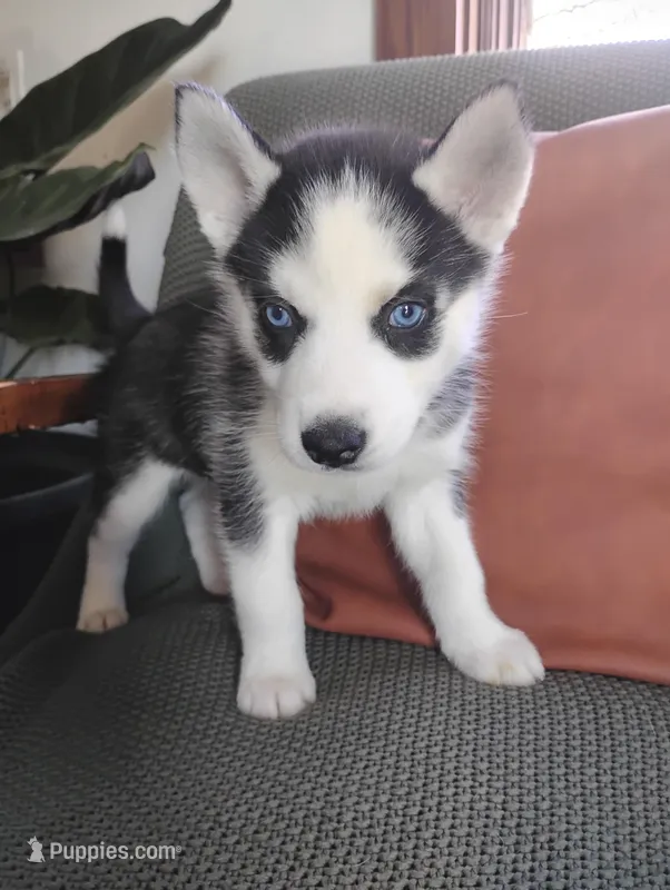 Oakley  – Siberian Husky puppy for sale in Lima, OH
