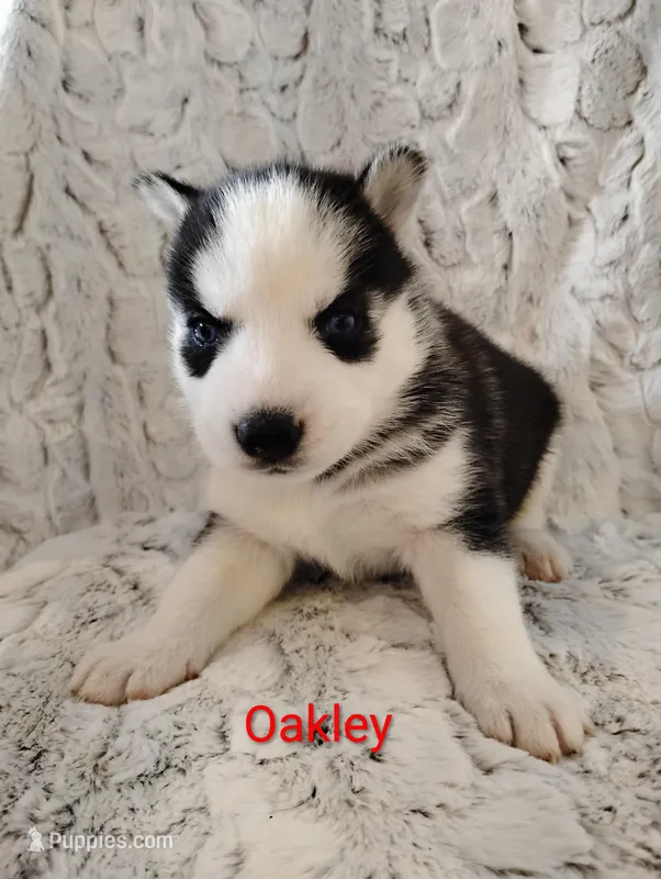 Oakley , a female Siberian Husky for sale in Lima, OH – Photo 1 of 1