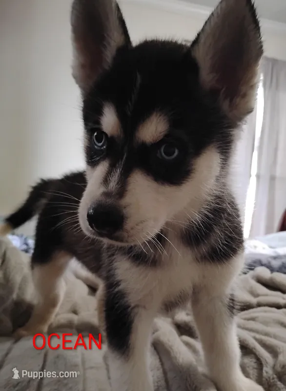 Ocean  – Siberian Husky puppy for sale in Lima, OH