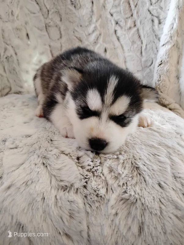 Ocean , a female Siberian Husky for sale in Lima, OH – Photo 1 of 1