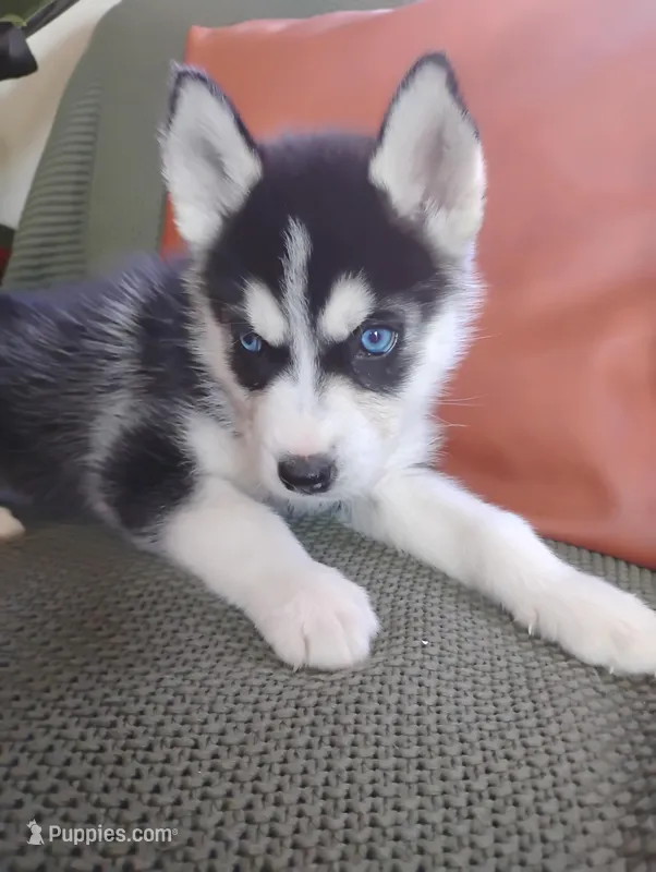 Oreo  – Siberian Husky puppy for sale in Lima, OH