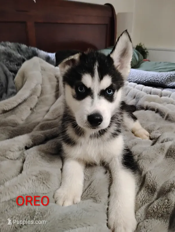 Oreo  – Siberian Husky puppy for sale in Lima, OH