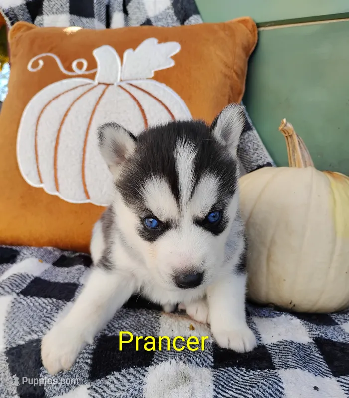 Prancer  – Siberian Husky puppy for sale in Lima, OH