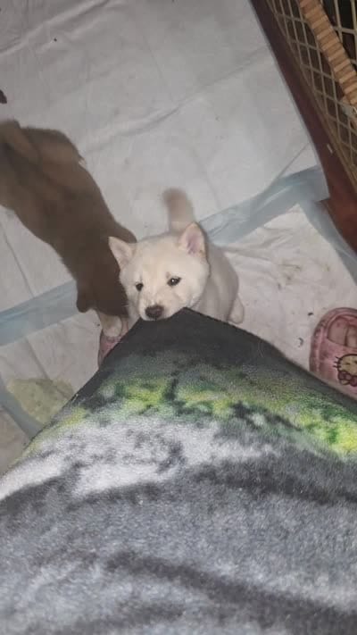 Cream male, a male Shiba Inu for sale in Columbus, OH – 5 of 5