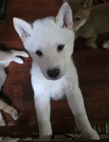 Cream male, a male Shiba Inu for sale in Columbus, OH – 3 of 5
