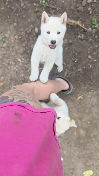 Cream male, a male Shiba Inu for sale in Columbus, OH – 4 of 5