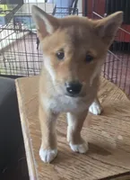 Red male, a male Shiba Inu for sale in Columbus, OH – 4 of 4