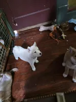 Cream male, a male Shiba Inu for sale in Columbus, OH – 2 of 5