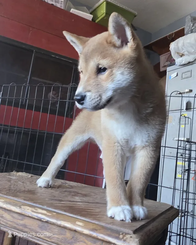 Red male – Shiba Inu puppy for sale in Columbus, OH