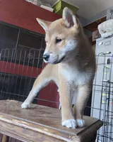 Red male, a male Shiba Inu for sale in Columbus, OH – 1 of 4