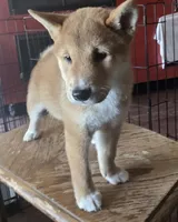 Red male, a male Shiba Inu for sale in Columbus, OH – 2 of 4