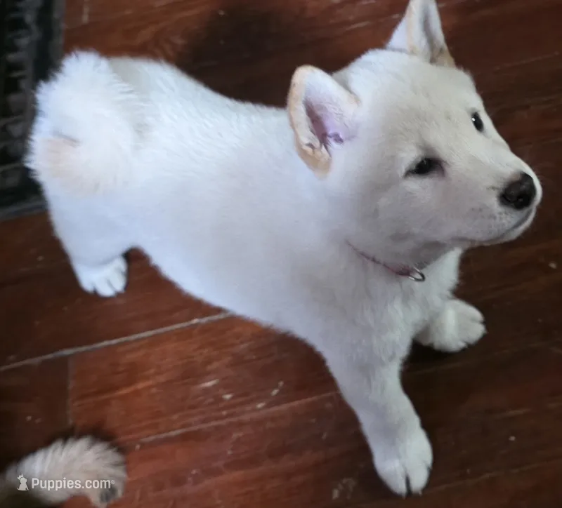 Cream male – Shiba Inu puppy for sale in Columbus, OH