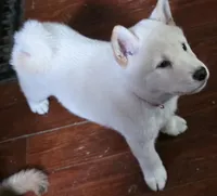 Cream male, a male Shiba Inu for sale in Columbus, OH – 1 of 5