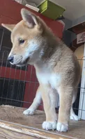 Red male, a male Shiba Inu for sale in Columbus, OH – 3 of 4