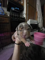 Echo, a female American Bully for sale in Salisbury, NC – 4 of 8