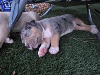 Echo, a female American Bully for sale in Salisbury, NC – 7 of 8