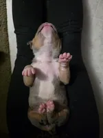 Echo, a female American Bully for sale in Salisbury, NC – 6 of 8