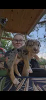 Echo, a female American Bully for sale in Salisbury, NC – 3 of 8