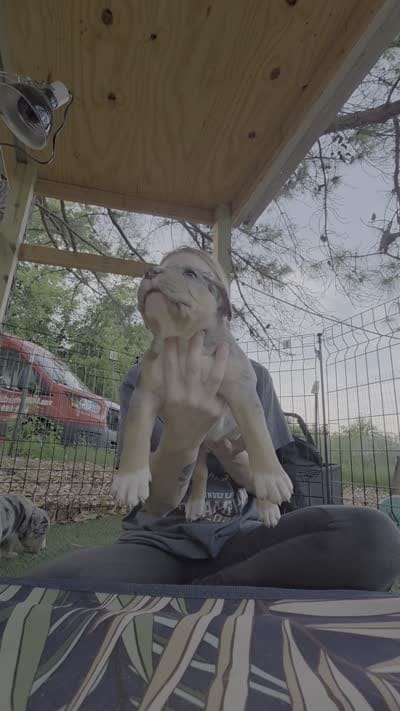 Echo, a female American Bully for sale in Salisbury, NC – 8 of 8