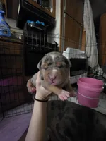 Echo, a female American Bully for sale in Salisbury, NC – 2 of 8