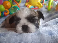Bronsten , a male Shih Tzu for sale in Teaberry, KY – 7 of 7