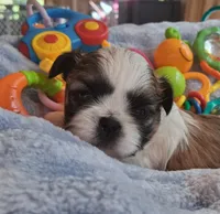 Bronsten , a male Shih Tzu for sale in Teaberry, KY – 1 of 7