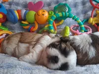 Bronsten , a male Shih Tzu for sale in Teaberry, KY – 5 of 7