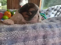 Bronsten , a male Shih Tzu for sale in Teaberry, KY – 3 of 7
