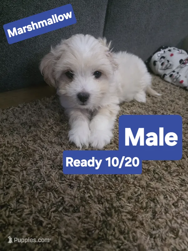 Marshmallow – Pembroke Welsh Corgi, Mal Shi puppy for sale in Airway Heights, WA