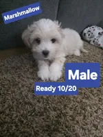Marshmallow, a male Pembroke Welsh Corgi and Mal Shi for sale in Airway Heights, WA – 1 of 1