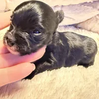 Luna, a female Yorkshire Terrier for sale in Centre, AL – Photo 1 of 4