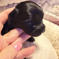 Luna, a female Yorkshire Terrier for sale in Centre, AL – Photo 4 of 4