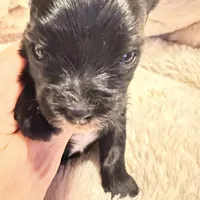 Luna, a female Yorkshire Terrier for sale in Centre, AL – Photo 2 of 4