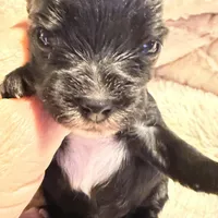 Luna, a female Yorkshire Terrier for sale in Centre, AL – Photo 3 of 4