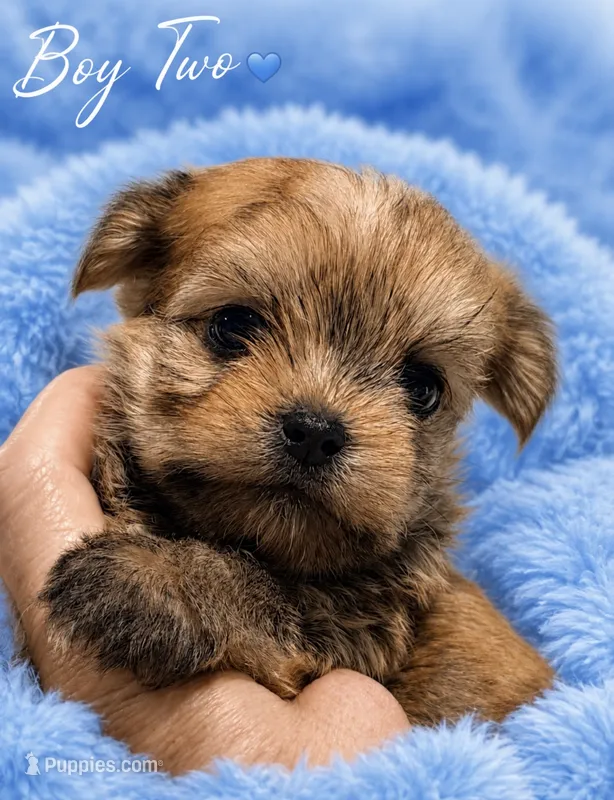 Luca – Morkie puppy for sale in Centre, AL