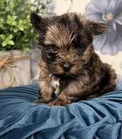 Blue , a male Yorkshire Terrier for sale in Centre, AL – 2 of 3