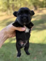 Blu, a male Yorkshire Terrier for sale in Centre, AL – 2 of 5