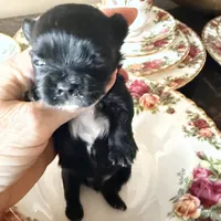 Blue, a male Yorkshire Terrier for sale in Centre, AL – Photo 3 of 3